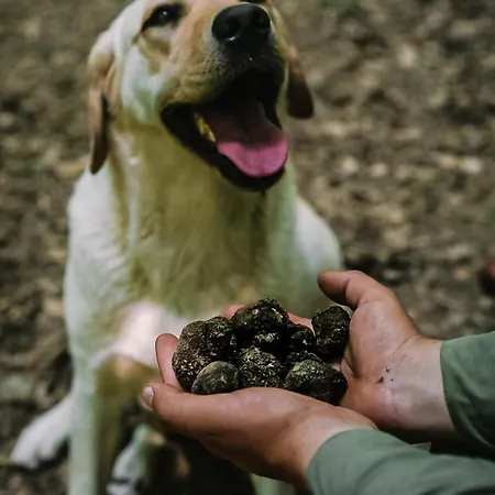 Luxury Maslina With Private Pool & Jacuzzi *